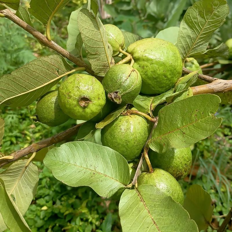 Guava