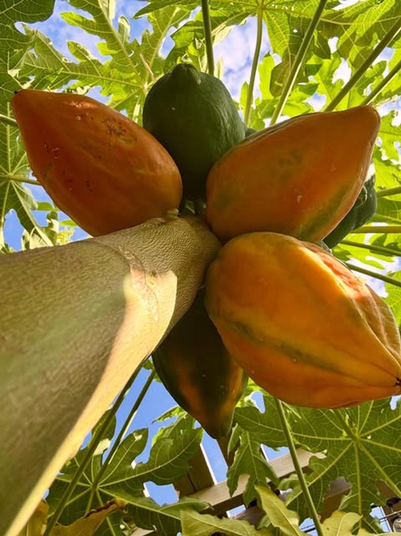 Papaya