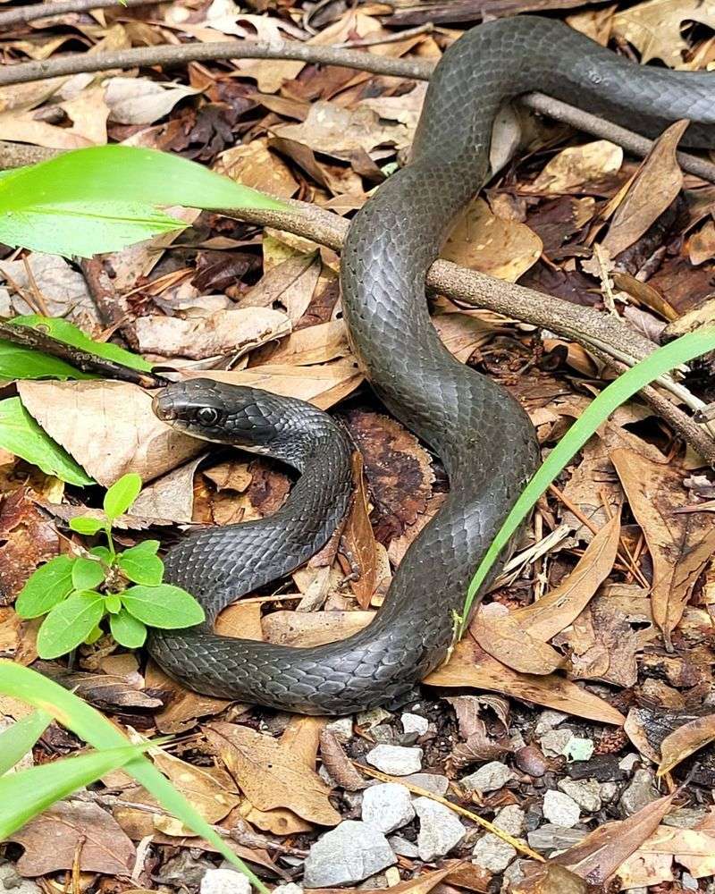 Black Racers Get Mistaken For Dangerous Species All The Time