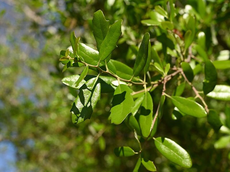 Live Oak (When Planted Near Homes)