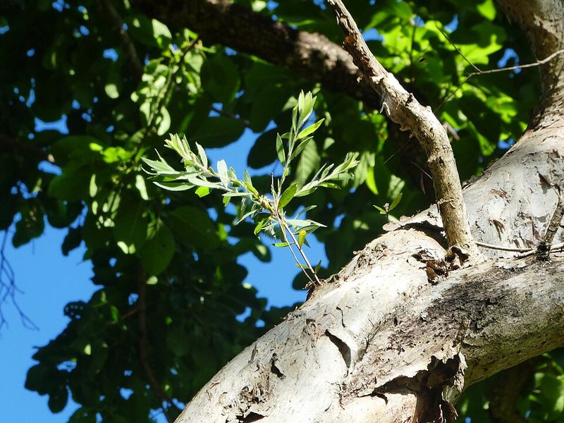 Melaleuca (Paperbark Tree)