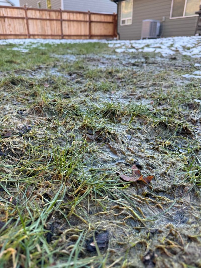 Matted Grass That Won't Stand Back Up