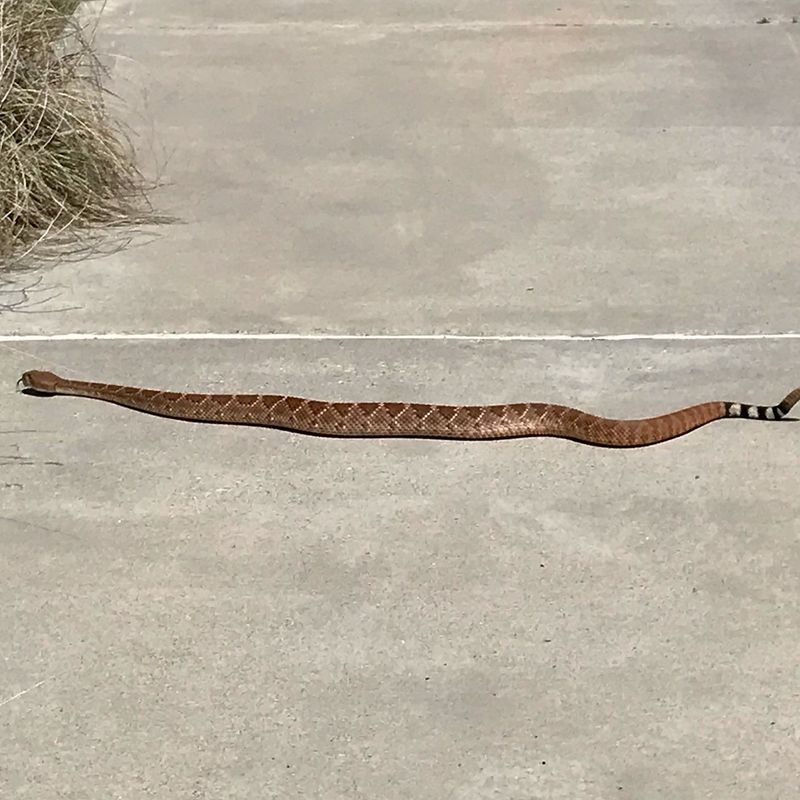 Gopher Snakes Slither Under State Protection