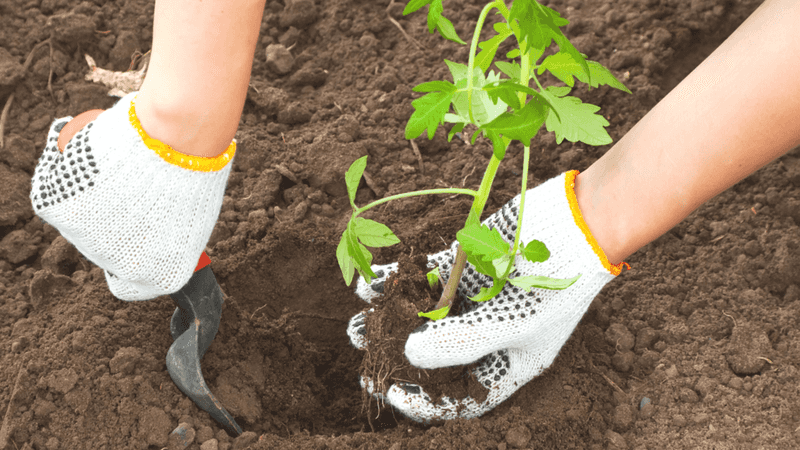 When And How To Move Seedlings Outdoors Safely