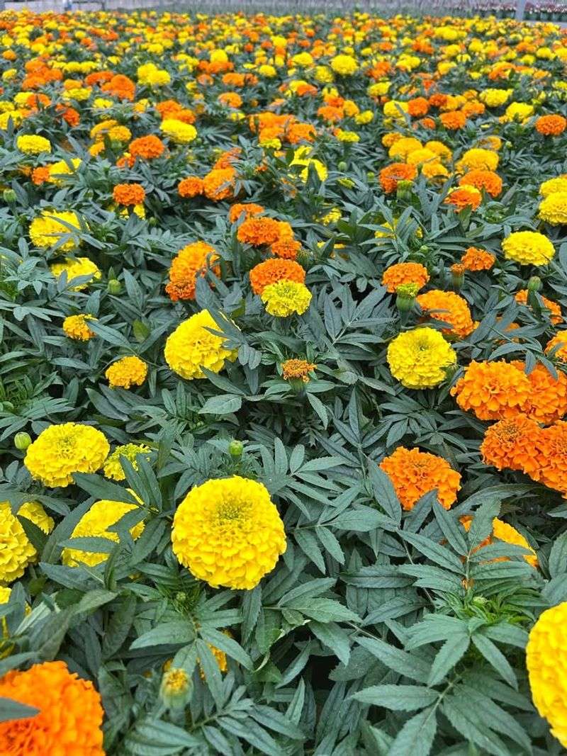 Marigolds