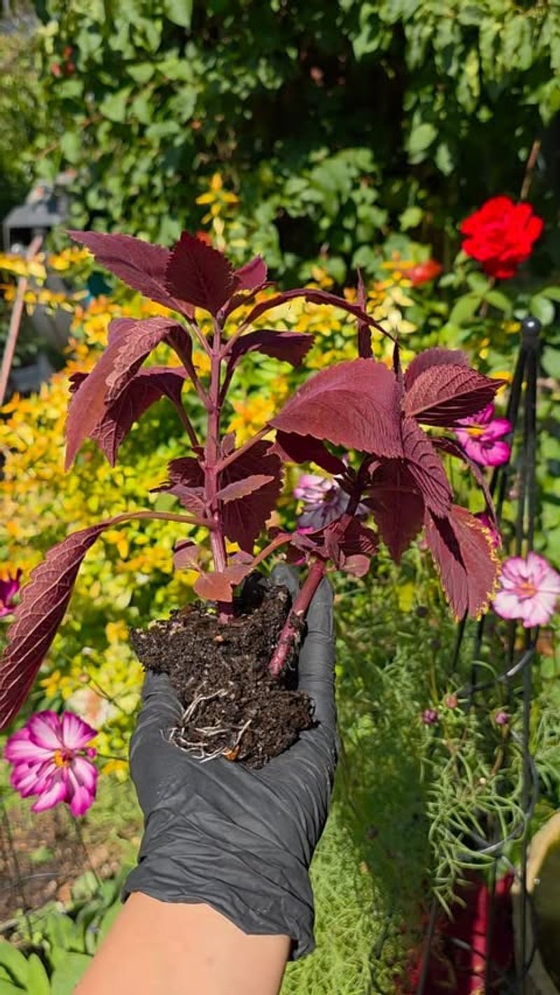 Coleus Cuttings For Fast Indoor Color