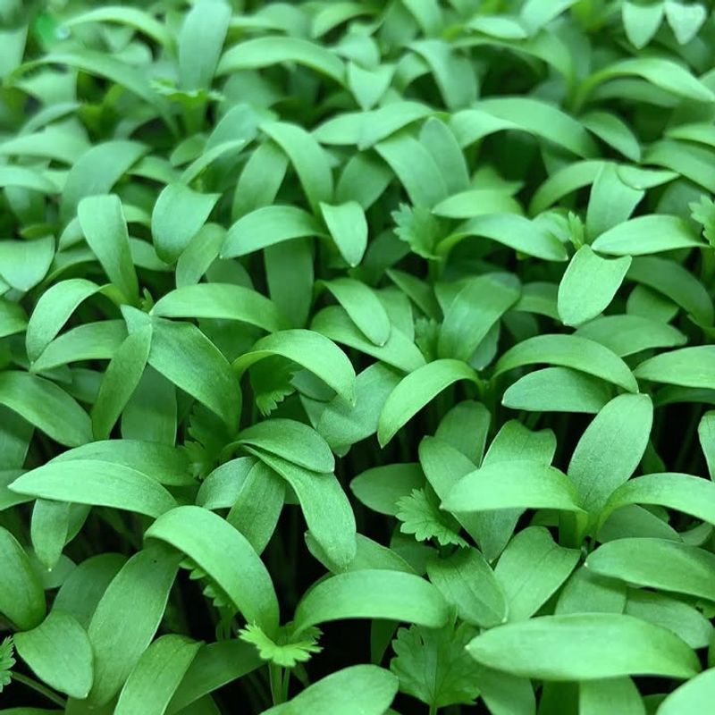 Cilantro Microgreens