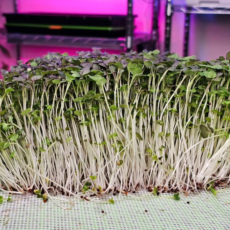 Mustard Microgreens