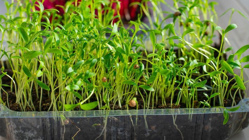 Cilantro Microgreens For Fresh Flavor Without The Wait