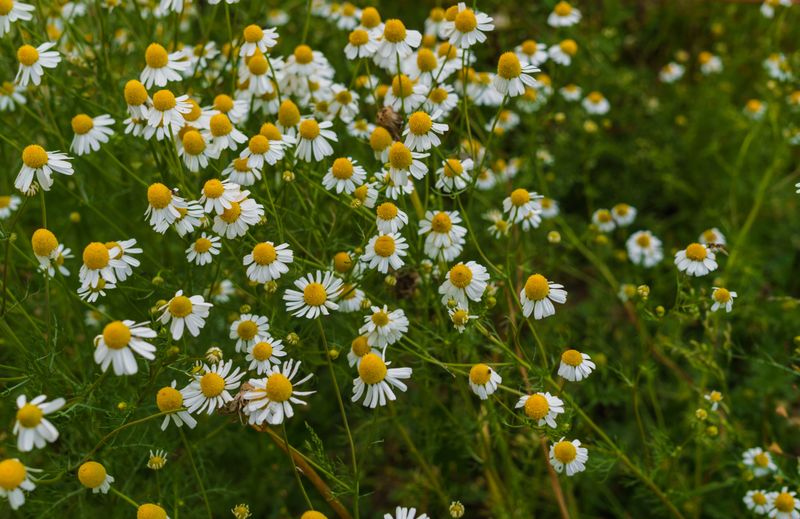 Chamomile (Matricaria chamomilla)
