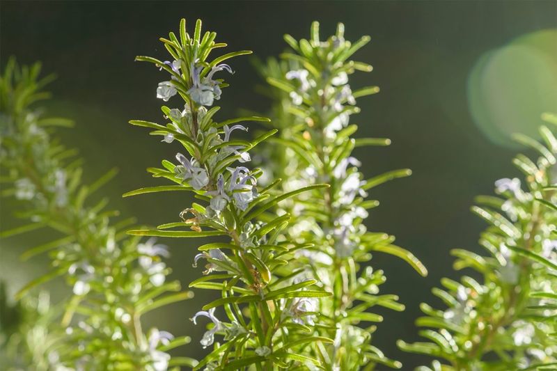 Rosemary Creates A Fragrant Pest Barrier Around Outdoor Spaces