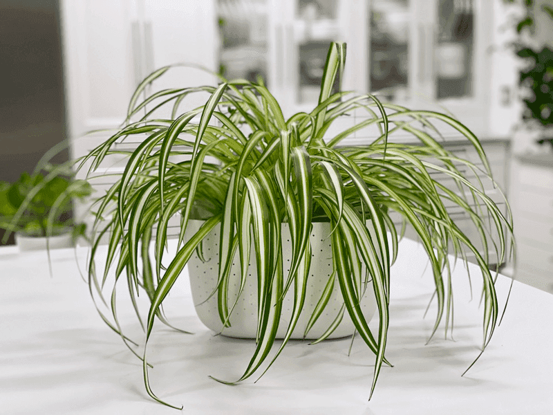 Spider Plant