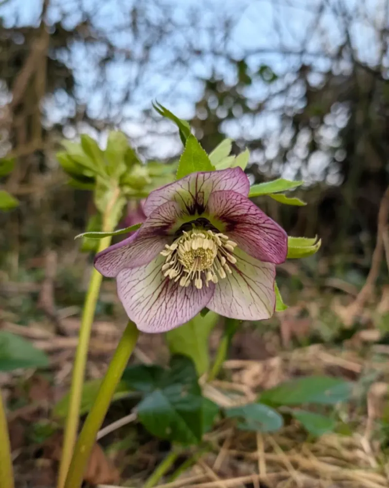 Hellebore
