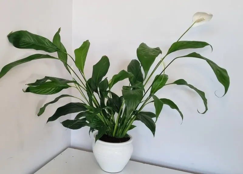 Living Room East Wall for Family Harmony