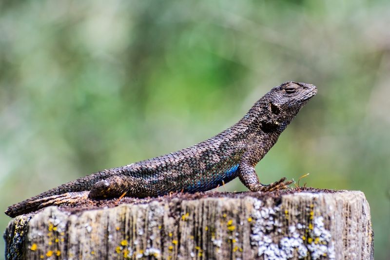 Western Fence Lizards Enjoy Legal Protection