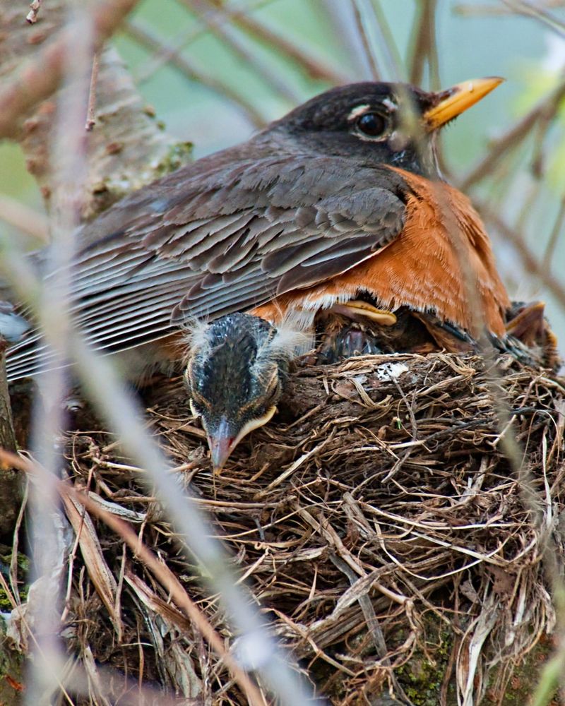 Active Bird Nests Of Native Or Migratory Birds