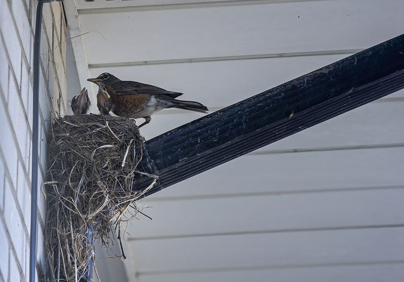 Active Bird Nests (Even On Your House Or Shed)