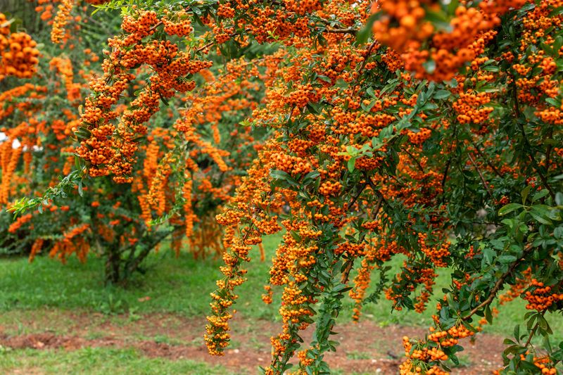 Pyracantha