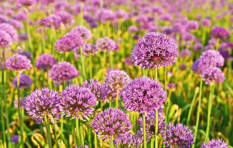 Alliums