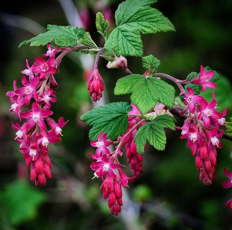 Red-Flowering Currant (Ribes sanguineum)