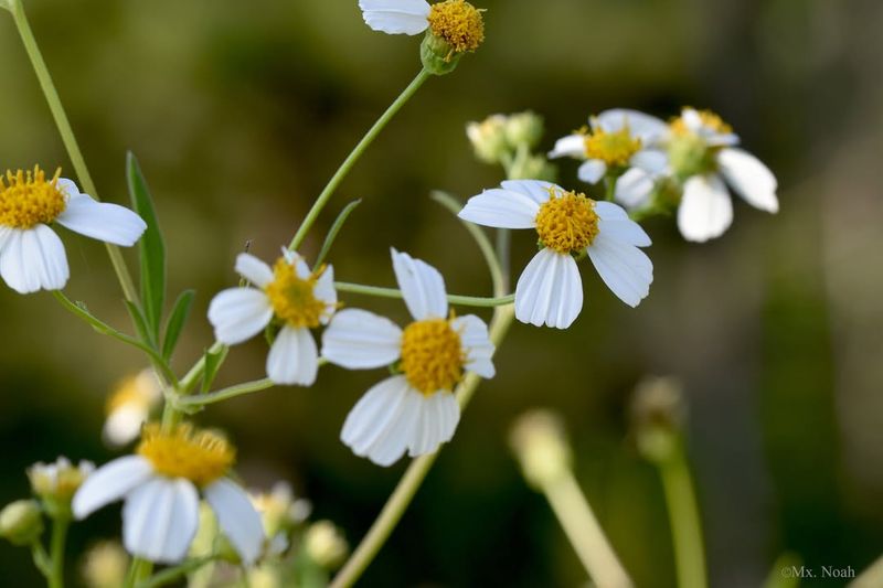 Bidens Alba (Spanish Needle)