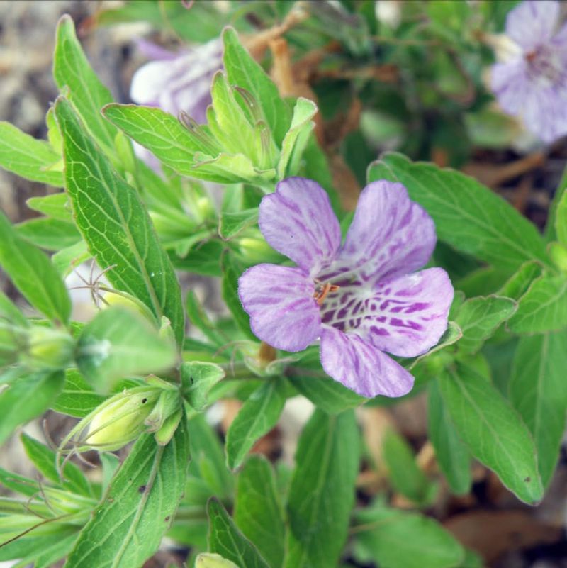 Lakeside Twinflower (Dyschoriste humistrata)