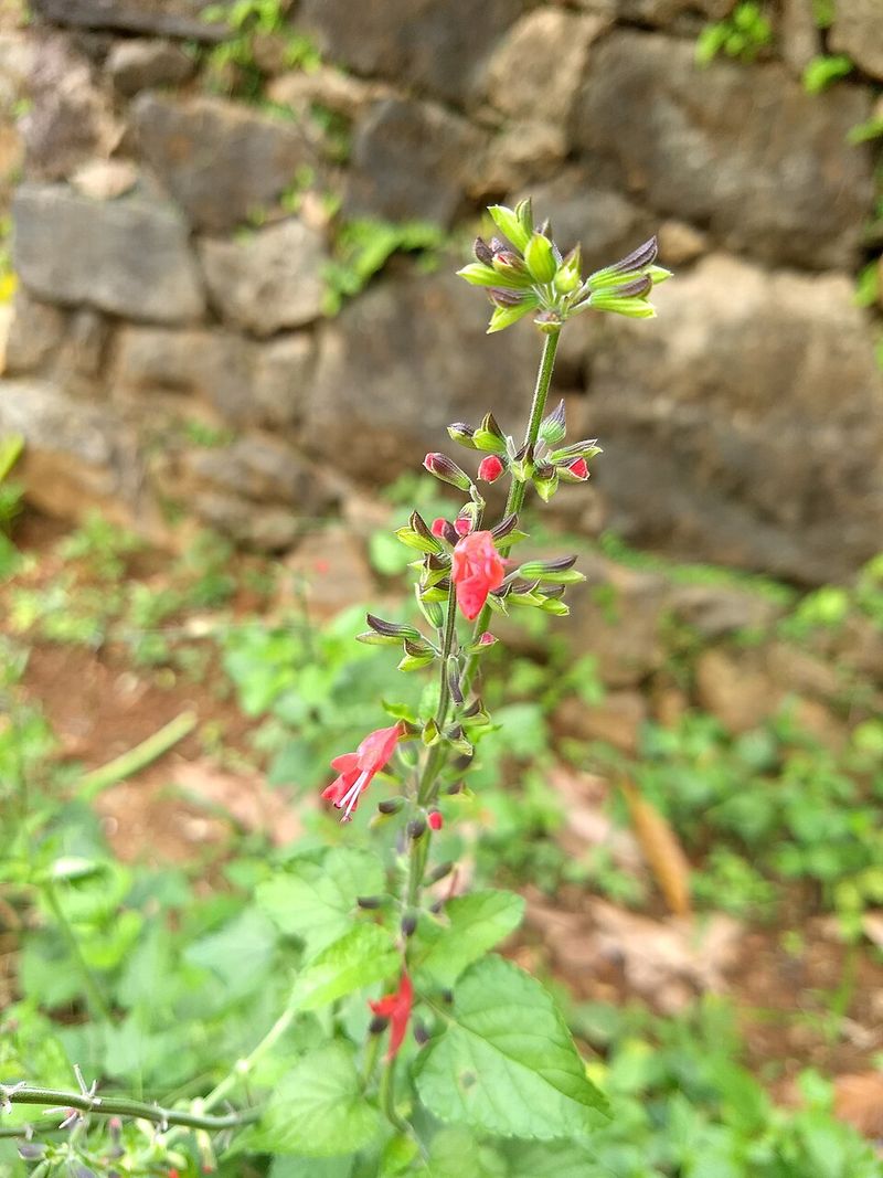 Scarlet Sage Is The Hummingbird Magnet That Blooms For Months