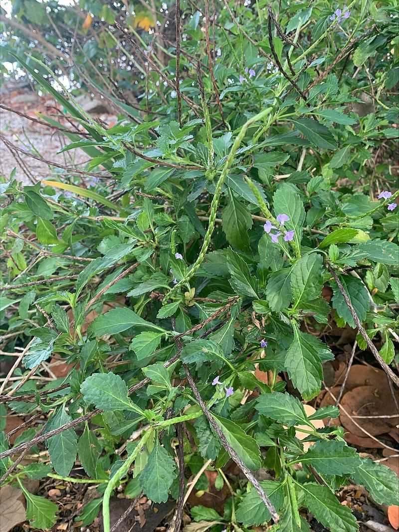Blue Porterweed (Native) Feeds Pollinators With Nectar For Months At A Time