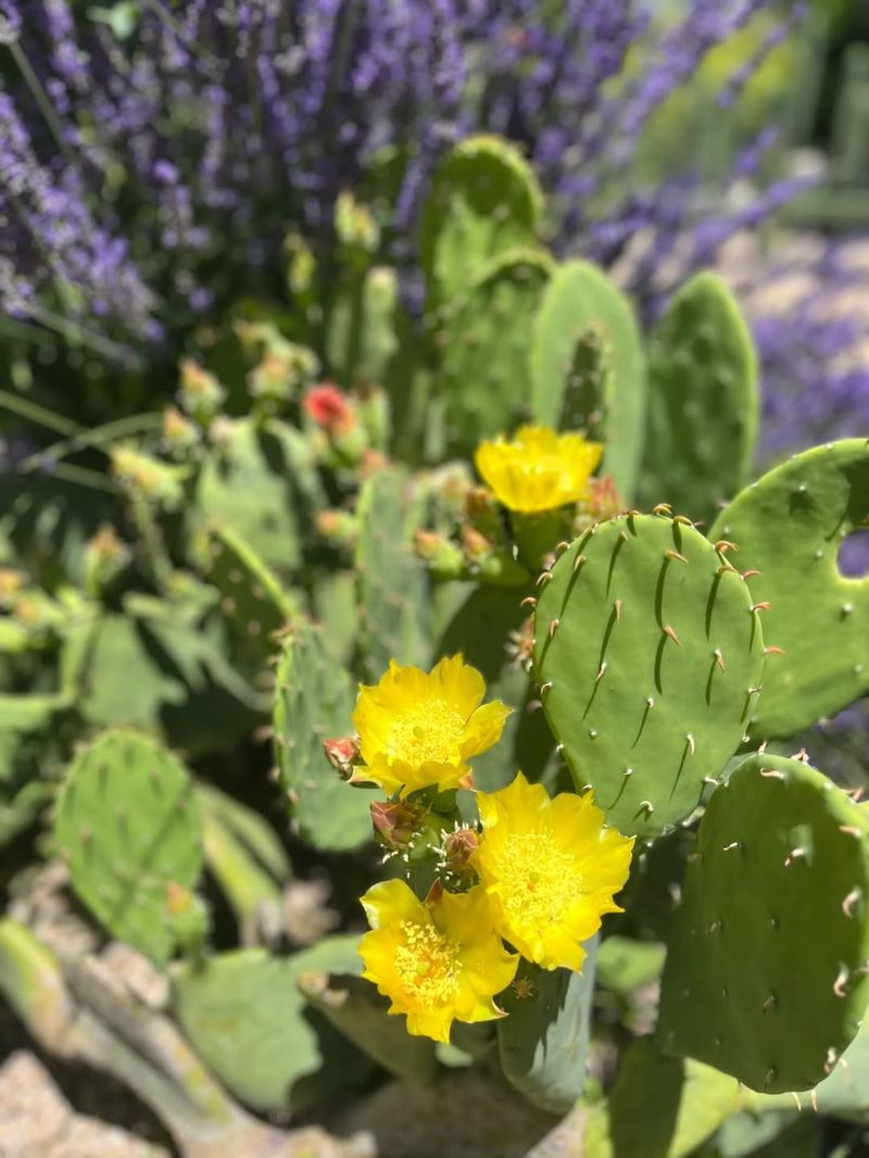 Spineless Prickly Pear (Opuntia ellisiana)