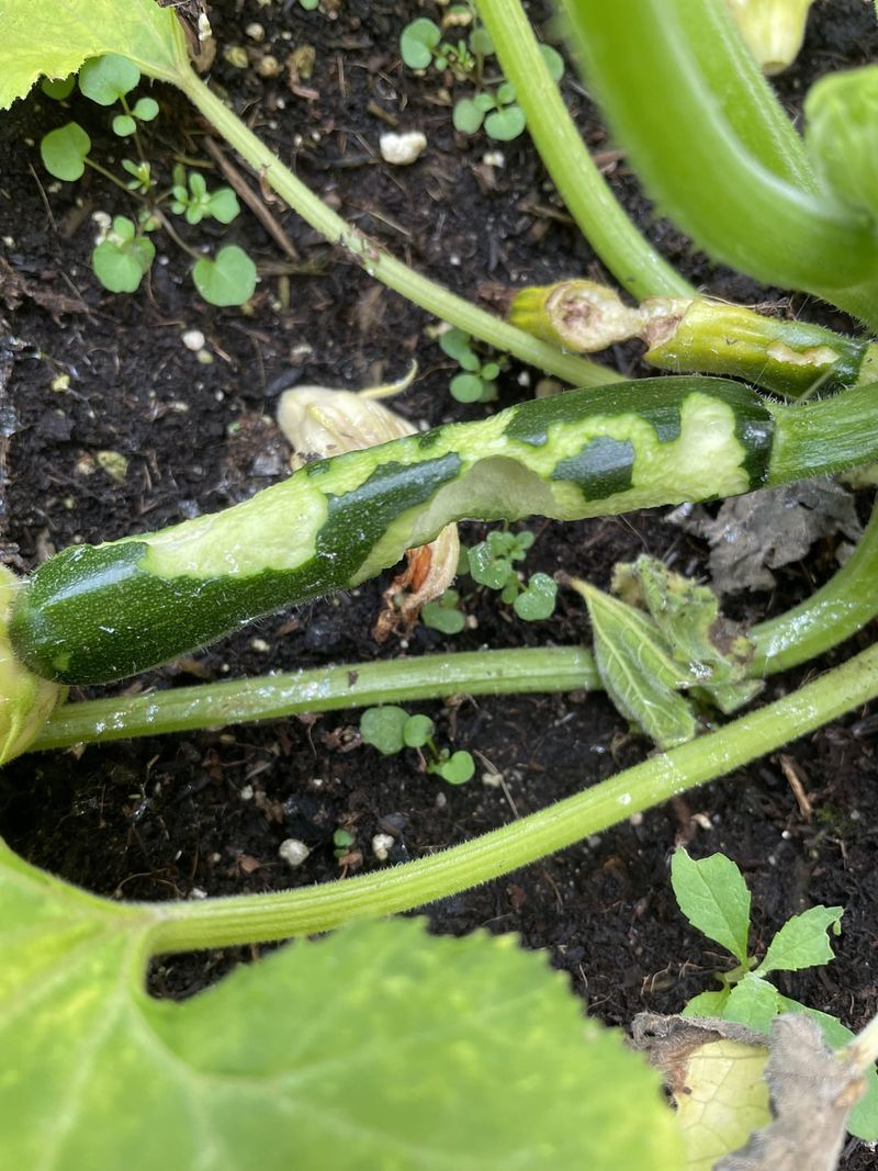 Zucchini And Summer Squash