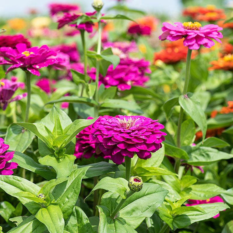 Zinnias