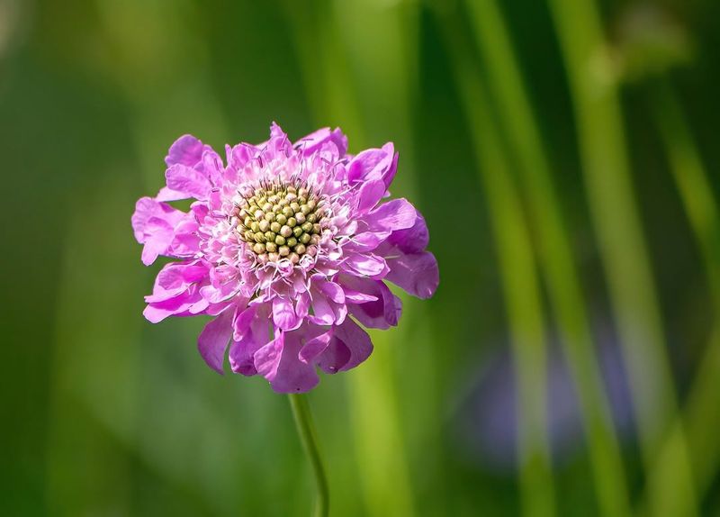 Scabiosa