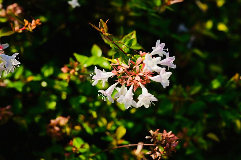 Abelia