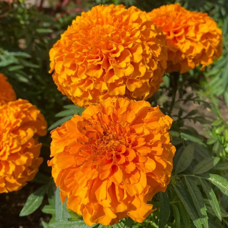 Marigold