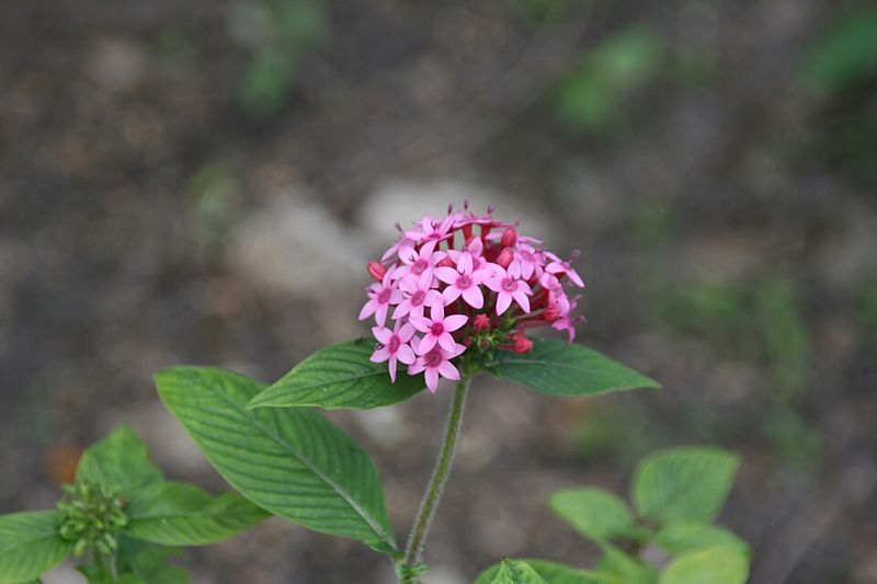 Pentas