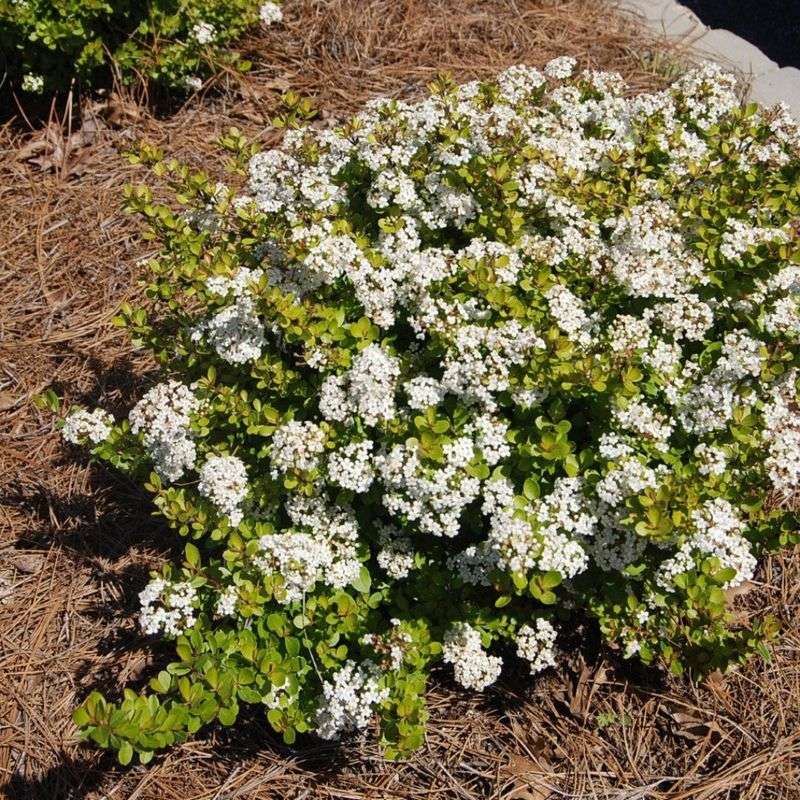 Walter's Viburnum (Low-Maintenance Heat Survivor)