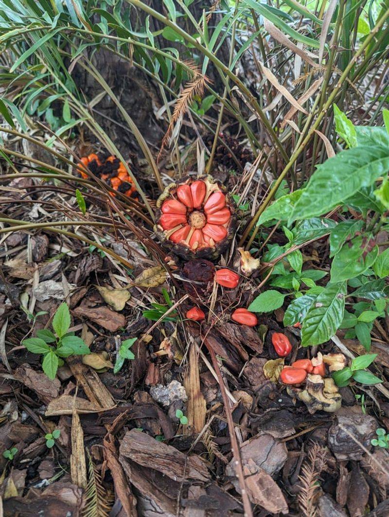 Coontie (Zamia integrifolia)