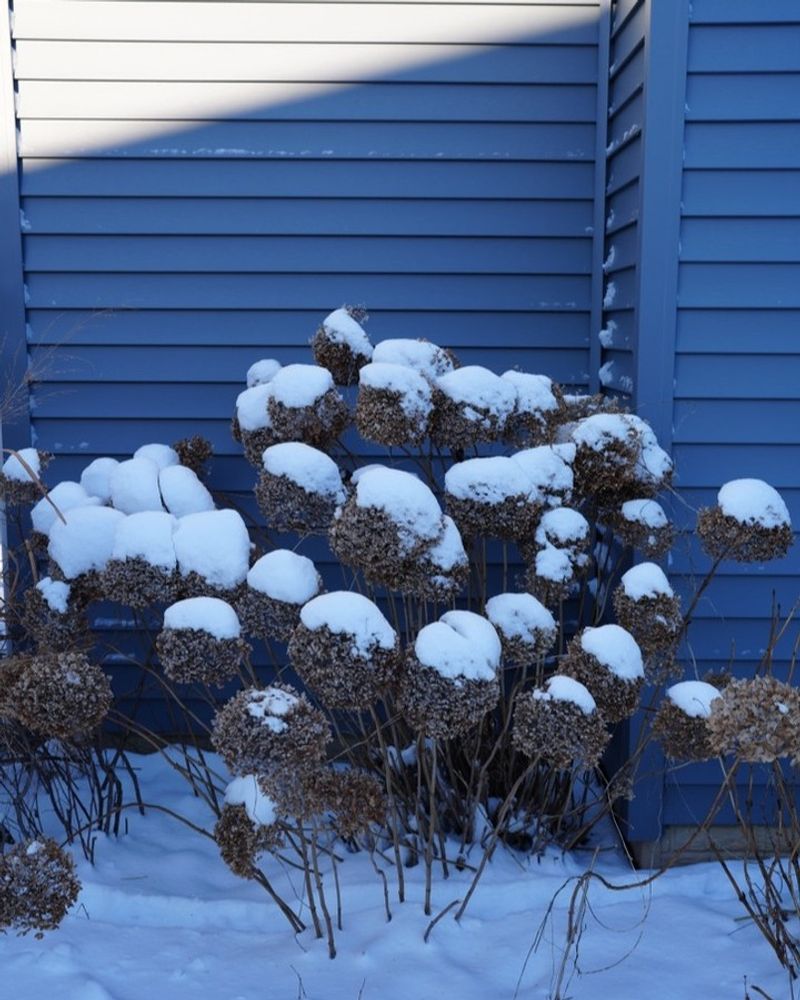 Hydrangeas That Should Be Pruned In Texas Winters