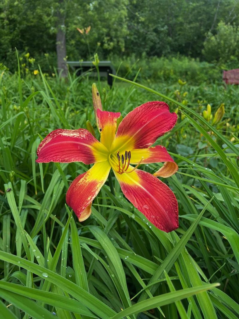 Daylily
