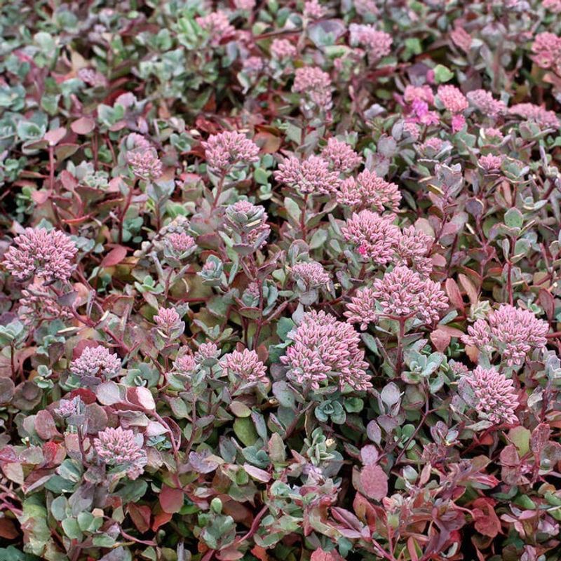 Sedum (Stonecrop)