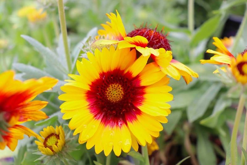 Blanket Flower (Gaillardia)