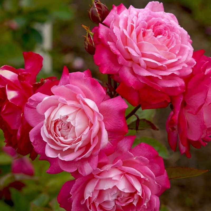 Roses (Rosa Species - Untreated Petals Only)