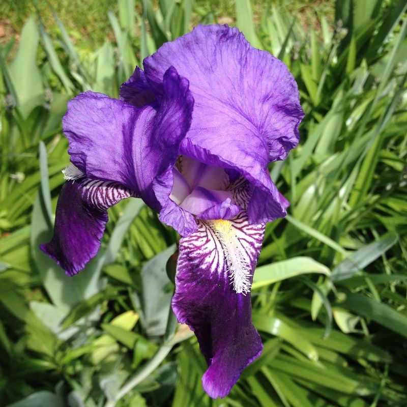 Iris