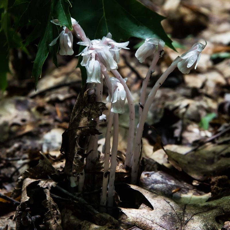 Deer Populations Avoid Eating This Bitter Plant