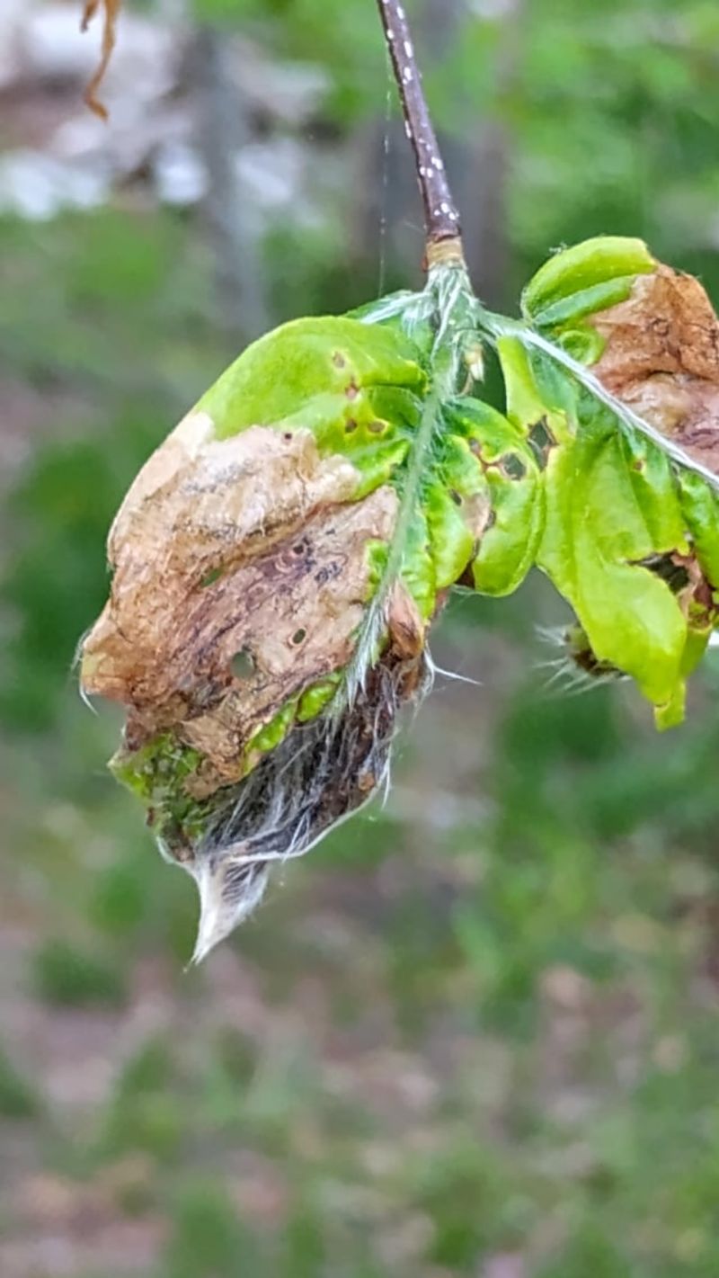 Why This Disease Is Hitting Ohio Trees So Hard