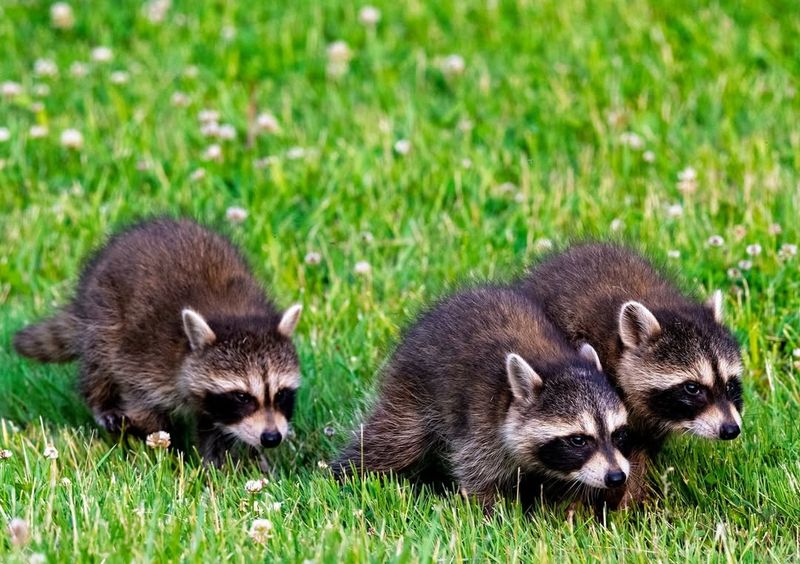 Raccoons When Babies Are Present