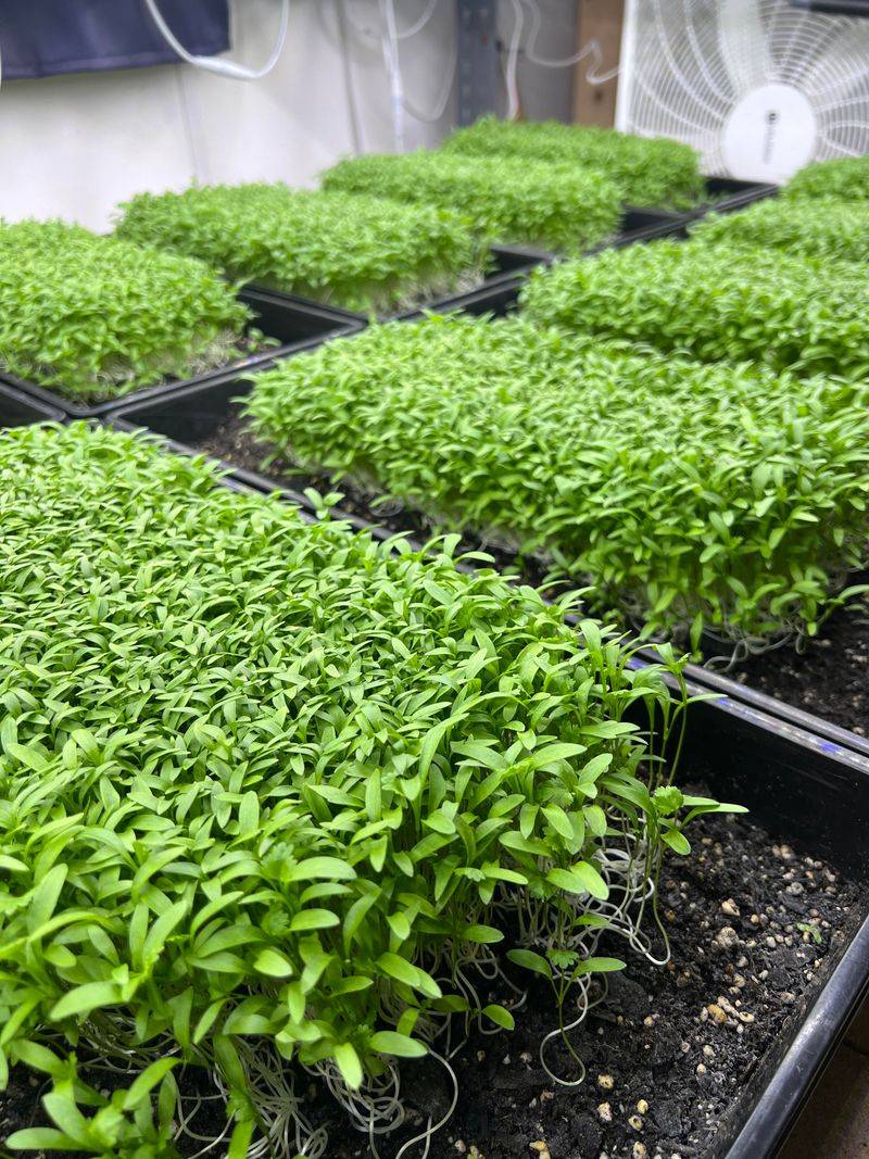 Cilantro Microgreens
