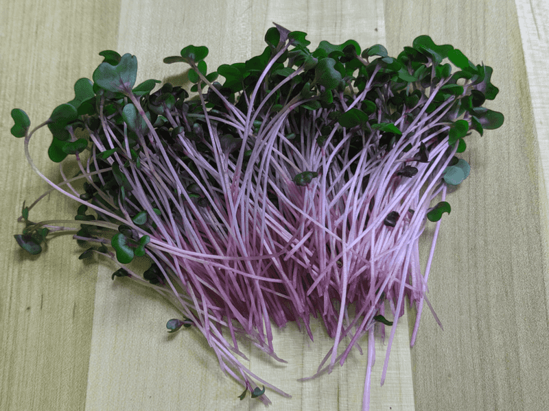 Cabbage Microgreens For Mild, Crunchy Greens