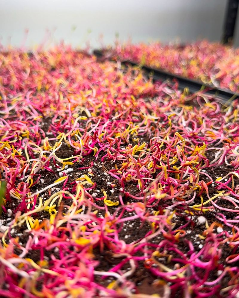 Chard Microgreens