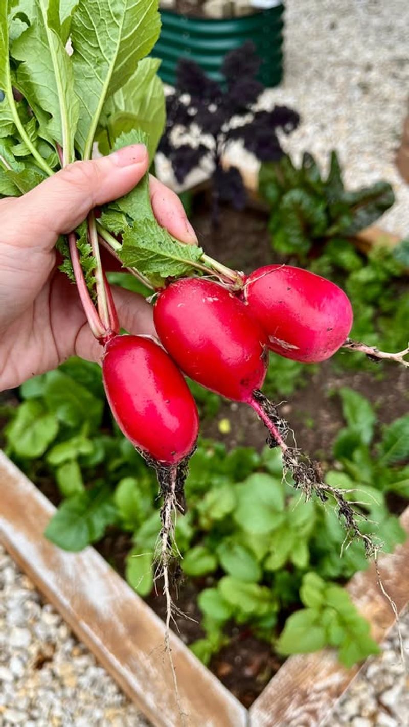 Radishes
